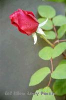 Rose 1b