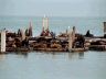 IMG2.05Sealions.JPG